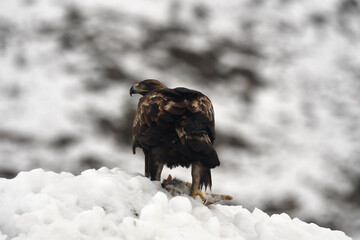 aguila real en la nieve