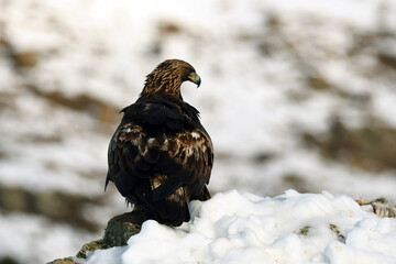 aguila real en la nieve