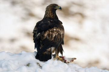 aguila real en la nieve