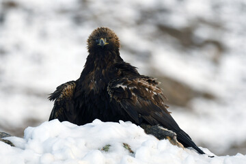 aguila real en la nieve
