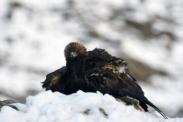 aguila real en la nieve