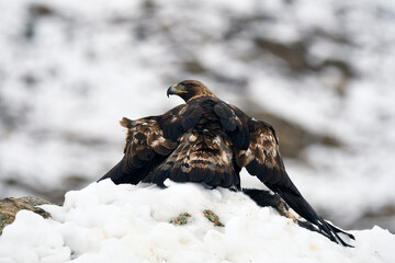 aguila real en la nieve