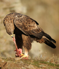 aguila real