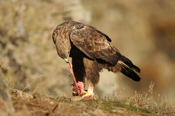 aguila real