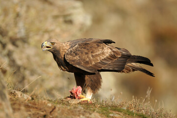 aguila real