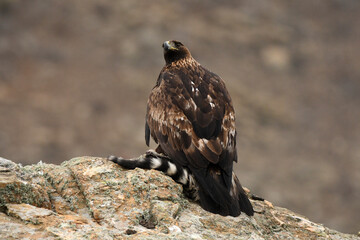 aguila real