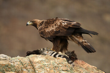 aguila real