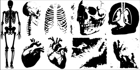 Illustration of human anatomy featuring a skeleton, skull, ribcage, lungs, and heart. Black and white vector set for educational use.