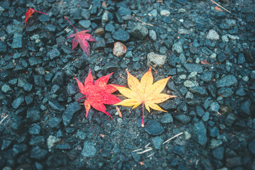 赤とオレンジのもみじ