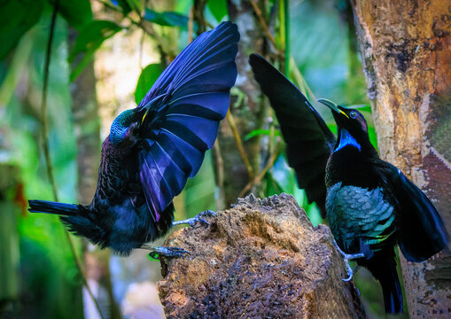 Two male Victoria's Riflebirds in competitive display on a rainforest perch, Atherton Tableland, North Queensland