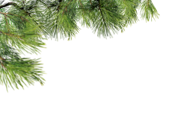 Top-edge evergreen branch border graphic overlay for photo composites, featuring coniferous foliage spanning across perfect for creating natural header decorations, top border treatments, and page fra