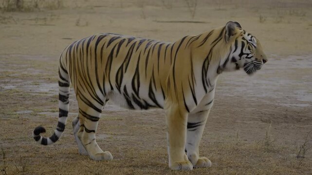 Royal bengal tiger standing and drooling in its natural habitat