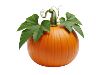 Fresh orange pumpkin vibrant green leaves autumn decor halloween celebrations seasonal harvest transparent background