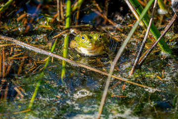 Mitten im flirrenden Spiel aus Licht, Wasser und wildem Grün hebt sich ein kleines, glänzendes Gesicht aus dem Sumpf empor. Ein Frosch, der aussieht, als hätte er gerade beschlossen, zum inoffiziellen