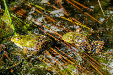 Mitten im flirrenden Spiel aus Licht, Wasser und wildem Grün hebt sich ein kleines, glänzendes Gesicht aus dem Sumpf empor. Ein Frosch, der aussieht, als hätte er gerade beschlossen, zum inoffiziellen