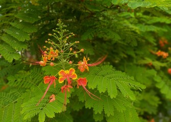 Vibrant close-up of Peacock Flower (Caesalpinia pulcherrima) blossoms with bright orange and yellow petals surrounded by lush green foliage.