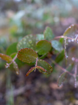 Dewdrops on a new eucalyptus sapling