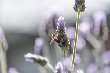 Honey bee on lavender flower