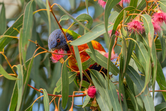 Single rainbow lorikeet feeding on a eucalyptus flower