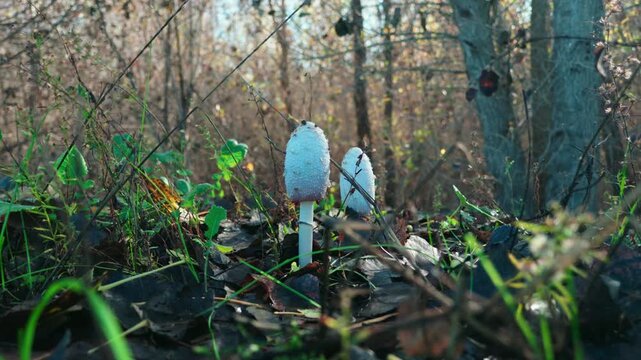 Shaggy Mane Mushroom Emerging from the Late Autumn Forest Floor