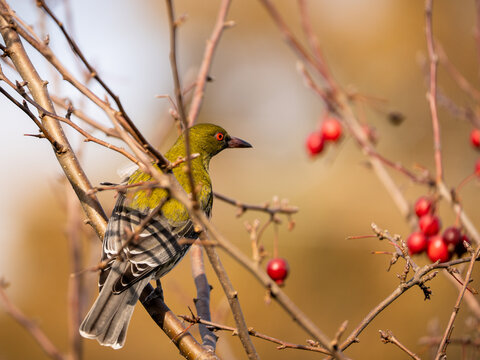 Olive-backed oriole in a bare branched crabapple tree with red fruit
