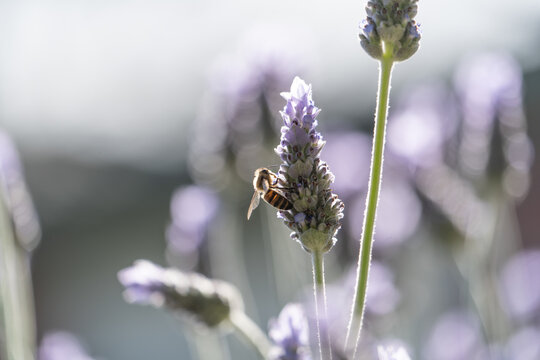 Honey bee on lavender flower