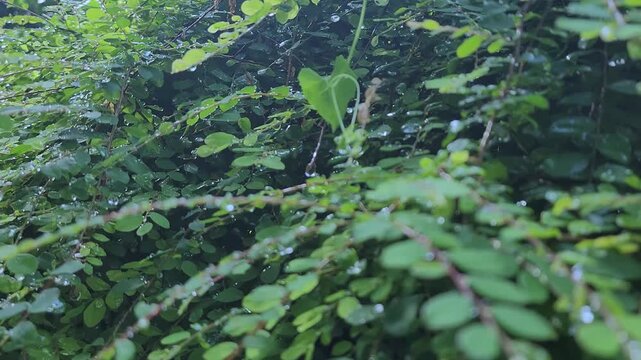Greenery plant with a water drop. Greenery plant background.