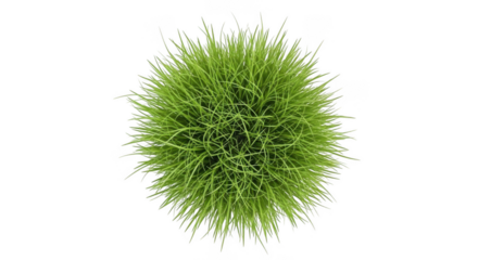 Vibrant green spiky spherical object detailed macro abstract organic plant form texture transparent background