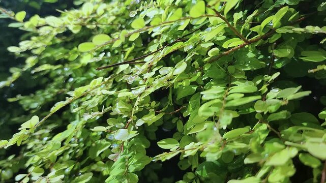 Greenery plant with a water drop. Greenery plant background.