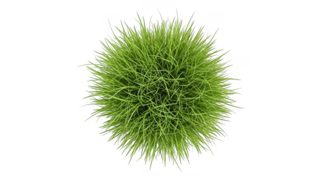 Vibrant green spiky spherical object detailed macro abstract organic plant form texture transparent background