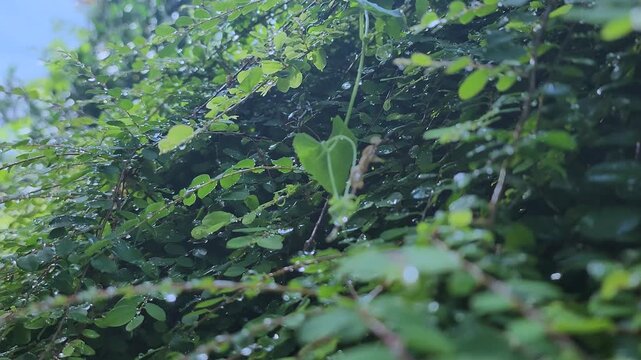 Greenery plant with a water drop. Greenery plant background.