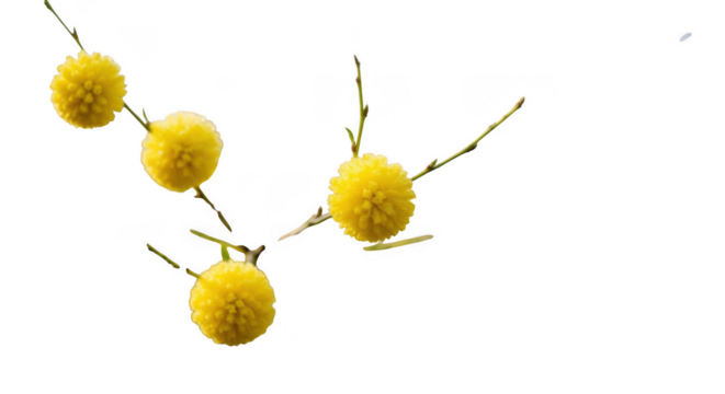 Microscopic view of spherical organisms illuminated with vibrant yellow hues