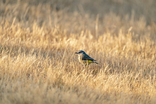 A spotted pardalote (Pardalotus punctatus) in short dry grass