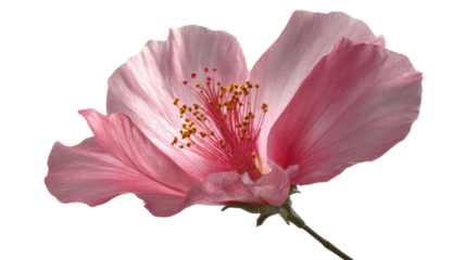 Pink flowers with transparent background isolated on white, delicate floral elements, editable design for decoration and creative projects