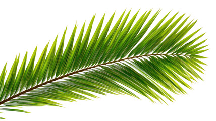 Obraz premium Tropical palm leaf isolated on white background, close-up of green foliage, exotic nature detail for decorative design