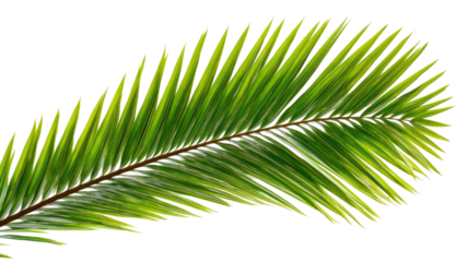 Tropical palm leaf isolated on white background, close-up of green foliage, exotic nature detail for decorative design