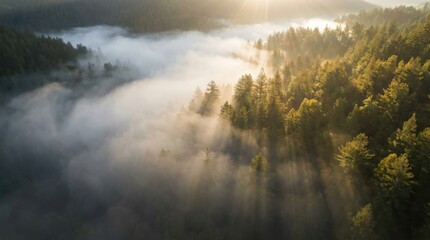 Fototapeta premium Stunning Aerial View of Misty Forest Landscape at Sunrise.
