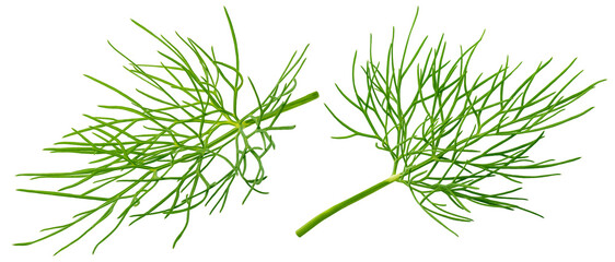 Dill isolated on white background, full depth of field