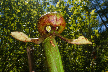 Cobra Lily (Darlingtonia californica) pitcher hood and tongue from below, Northern California