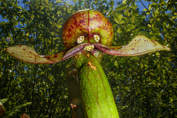 Close-up of Cobra Lily (Darlingtonia californica) pitcher showing hood and tongue structure, Northern California, view from below