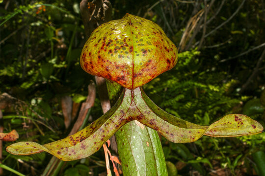 Close-up of a mature Cobra Lily (Darlingtonia californica) pitcher with split tongue, Northern California - Powered by Adobe