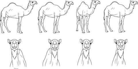 Camel outline sketch, desert animal drawing, dromedary illustration, wildlife vector art, Arabian camel design, safari symbol, nature graphic, transportation artwork