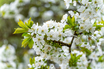 Close view of cherry blossoms Prunus with delicate white petals and yellow stamens. Fresh green leaves and creamy bokeh suggest early spring.