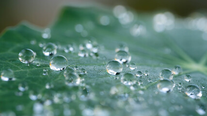 Classic Art Shot on Single Raindrops on a Green Leave with many Details. High quality photo