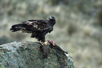 aguila real con presa en la sierra de gredos