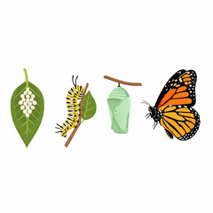 Illustration showing the life cycle of a monarch butterfly, from eggs on a leaf to caterpillar, chrysalis, and finally, the butterfly.