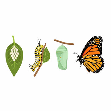 Illustration showing the life cycle of a monarch butterfly, from eggs on a leaf to caterpillar, chrysalis, and finally, the butterfly.