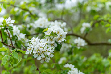 Branches of pear tree Pyrus communis carry many white blossoms into a soft green blur. The airy scene captures vibrant spring abundance.