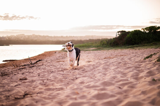 a dog happily carrying a wooden stick on the beach at sunset