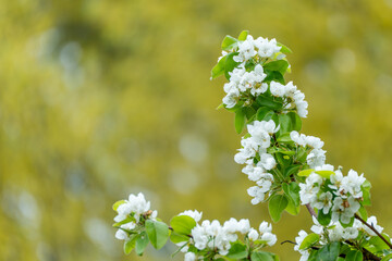 Tall spray of pear blossoms Pyrus communis stands out before a soft golden background. White flowers and glossy leaves create a bright spring accent.